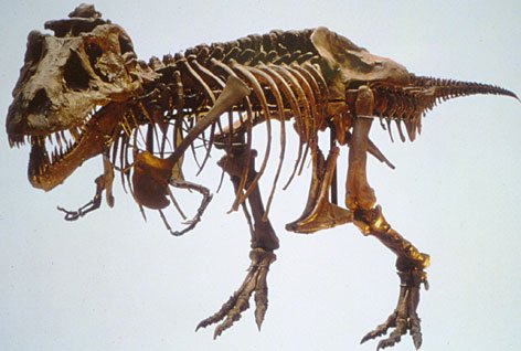 Fossils Of Dinosaurs. fossilized dinosaur fossil